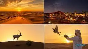 arabian desert safari dubai
